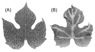 Image result for Lepistemon owariensis