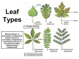 Is the neem leaf compound or simple leaf? The Form And Structure Of Leaves The Shoot System Ii Ppt Download