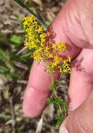 Image result for Galium verum