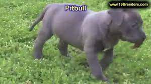 Ocala For Sale Craigslist Dogs - 122021