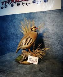 Tahnit Sanati Akbulut Adli Kullanicinin Profesyonel Tahnit Sanati Akbulut Taxidermy Panosundaki Pin 2020 Tahnit