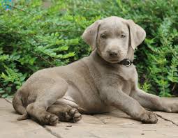 Up until 1987 the akc issued registration papers that listed silver as a labrador's registered color on Bully Dog For Sale In Dallas