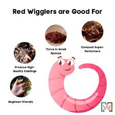 Image result for Red Wigglers