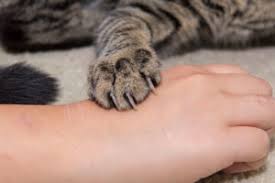 Your dog could get sick from these bites, so it's dogs might yelp when bitten by a spider, dr. What You Should Do For A Cat Bite Or Scratch Health Essentials From Cleveland Clinic