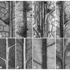 Image result for Huberantha mossambicensis