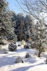 Kevin S Snowy Garden In Pennsylvania Finegardening Winter Garden Winter Scenery Fine Gardening