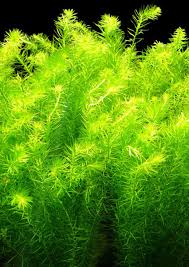 Image result for Mayaca