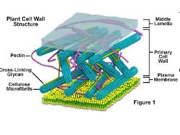 Maybe you would like to learn more about one of these? Cell Membrane Transport Notes Cell Membrane Definition The