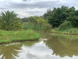 Image result for Blepharis reekmansii