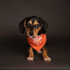 Pop / punk rock visalia, ca. Katonah Puppy Heads To 2021 Puppy Bowl Hosted By Martha Stewart And Snoop Dogg