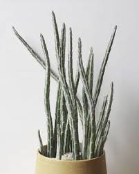 Violacea) has pretty purple pads that deepen in. 34 Mix Ideas In 2021 Plants Planting Succulents Succulents