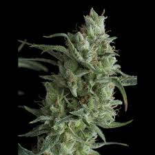 Gas is a rather strange term for a cannabis strain, but it's actually a renowned name for at least one good strain. Super Og Kush Cannabis Seeds Super Og Kush By Pyramid Seeds Lamota Growshop