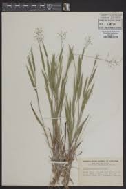 Image result for Panicum adenophorum