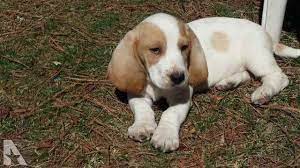 Maybe you would like to learn more about one of these? Basset Hound Puppies For Sale In Richmond Va Petsidi