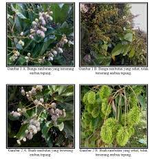 We did not find results for: Penyakit Embun Tepung Pada Rambutan