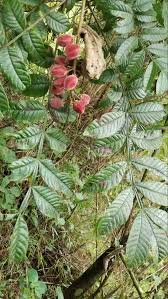 Image result for Oreosyce africana