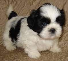 Subscribe our channel for more funny puppy videos. Shih Tzu Puppies For Sale Oregon City Or 108261