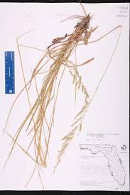 Image result for Eriochloa meyeriana
