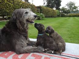 The bloodhound poodle mix is a mixed breed dog resulting from breeding the bloodhound and the poodle. Irish Wolfhound Puppy Adoption Online