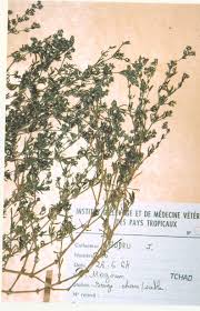 Image result for Polycarpon prostratum