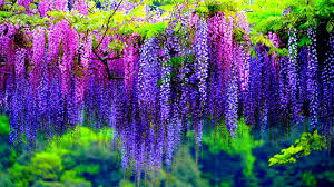 Download flower hd images and wallpapers with names. Wisteria Tree Hd Wallpaper Background Image 1920x1080 Wallpaper Abyss
