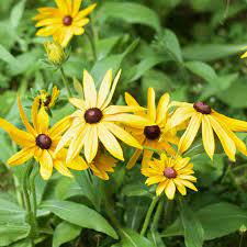 We did not find results for: Black Eyed Susan Seeds Mckenzie Seeds