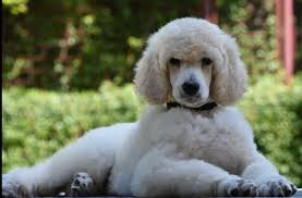 Black And White Standard Poodle Puppies For Sale Beautiful White Cream Standard Poodle Puppy Poodle Puppy Poodle Puppy Standard Puppy Care