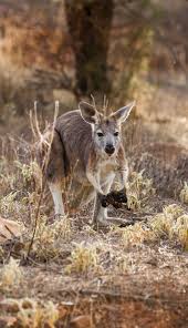 Welcome To Rawnsley Park Station Where Wild Roos Are Happy To Drop In And Say Hi See A Sample Itinerary Australia Vacation African Wildlife Wildlife