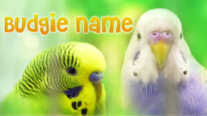 What kind of sounds do parakeets produce when they are happy? What Budgies Should Smell Like The Glorious Smell Of Budgies Youtube