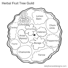 Fruit trees can be an attractive and useful addition to the home landscape. How To Design Your Super Useful Fruit Tree Guild Daily Harvest Designs Llc
