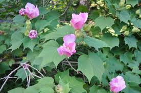 Image result for Hibiscus mutatus