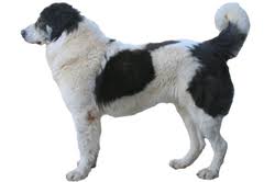 While wary and potentially aggressive with strangers, bucovina shepherds are renowned for their nature as 'gentle giants' with their families, particularly with the children. Bucovina Shepherd Worldly Dogs