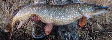 Gäddan äter också andra gäddor och kan specialisera sig på en mängd olika arter, beroende på tillgång och omgivningens förhållanden. Gaddfiske I Sverige Vildmarksliv
