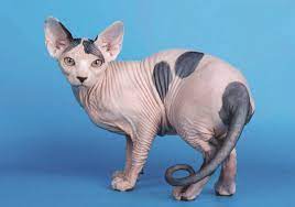 Δείτε αν ανήκετε στην πληθυσμιακή ομάδα που μπορεί να εμβολιαστεί την τρέχουσα περίοδο με βάση τον αμκα σε συνδυασμό με τον αφμ σας και κλείστε το ραντεβού σας. Ta Xrwmata Ths Gatas Katoikidia En Drasei