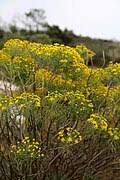 Image result for Euryops subcarnosus