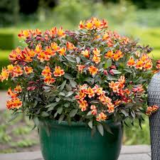This beautiful houseplant is hardy to usda zone 7b and grows well in the british isles. Alstroemeria Indian Summer Bedding Plants Dobies