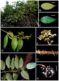 Image result for Premna tanganyikensis