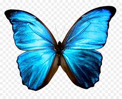 Maybe you would like to learn more about one of these? Blue Butterfly Transparent Background Hd Png Download Vhv
