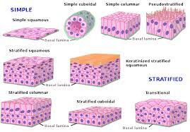 The cells in the stratified columnar epithelium, as in the case of simple columnar epithelium are taller than they are wide. Animal Tissues Covering Epithelium Atlas Of Plant And Animal Histology