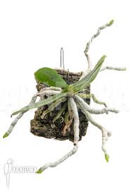 Image result for Aerangis kotschyana