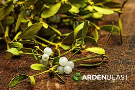 Image result for Viscum