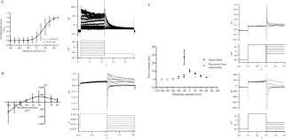 How much of this specific kratom should i take? Mitragynine An Euphoric Compound Inhibits Herg1a 1b Channel Current And Upregulates The Complexation Of Herg1a Hsp90 In Hek293 Herg1a 1b Cells Scientific Reports