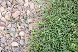 I sprayed with roundup for 3 weeks, then rented a sod cutter and cut out the. Bermuda Grass Control Tree Top Nursery Landscape Inc
