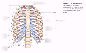 It forms the bony framework for breathing. The Thoracic Cage Diagram Quizlet