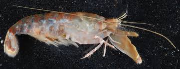 Image result for Rhamphicarpa brevipedicellata