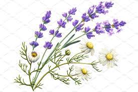 Lavender Chamomile Illustration Lavender Chamomile Plant Drawing Flower Drawing