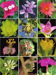 Image result for Hypertelis salsoloides