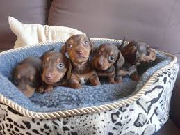 With our brindle, dapple, piebald and wild boar patterns we have something for everybody. Preloved Dogs For Sale Puppies For Sale Dachshund Puppies Dachshund Breed Miniature Dachshund