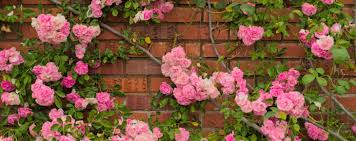 They have smaller flowers, shorter stems, and smaller leaves, but they are available in a wide assortment of bloom colors and are. Growing The Whimsical Climbing Rose The Habitat