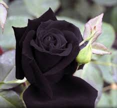 Black And Purple Roses Reliquia 100 Semillas Marron Deep Purple Rose Garden Por Seedsshop Black Rose Seeds Rose Seeds Black Flowers